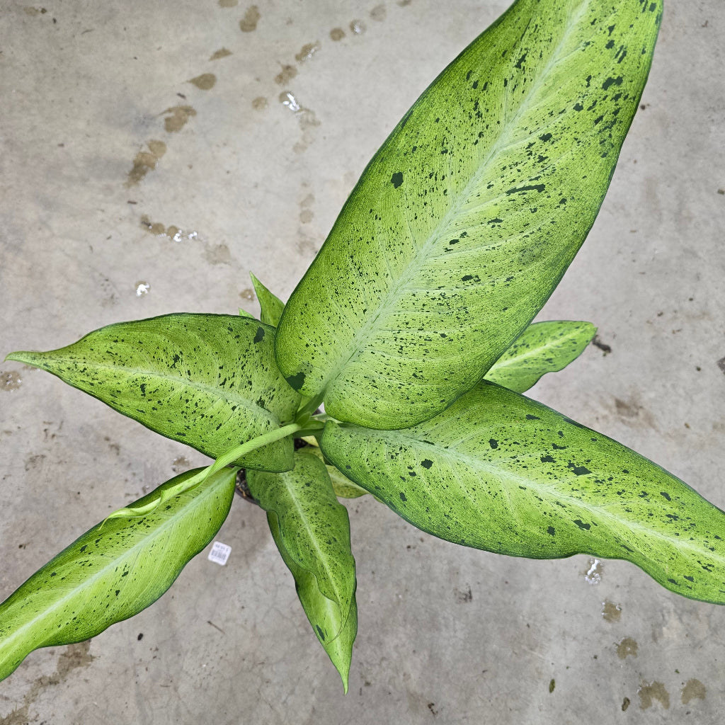 Dieffenbachia 'Maui Wowie' - 6"