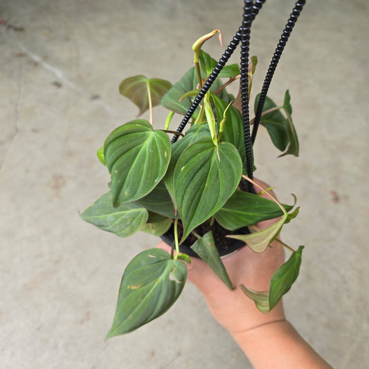 Philodendron micans - 4" (HB)
