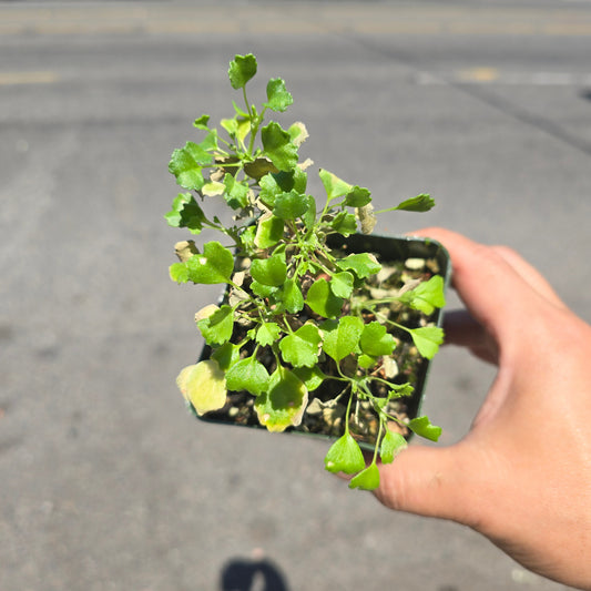 Pelargonium xerophyton - 4"