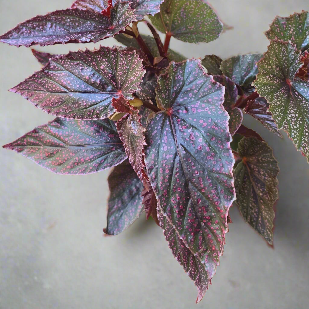 Begonia 'Maurice Amey' - 4"