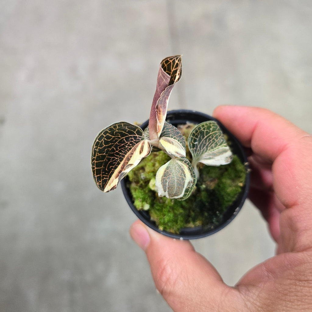 Anoectochilus ' variegata' - 2"