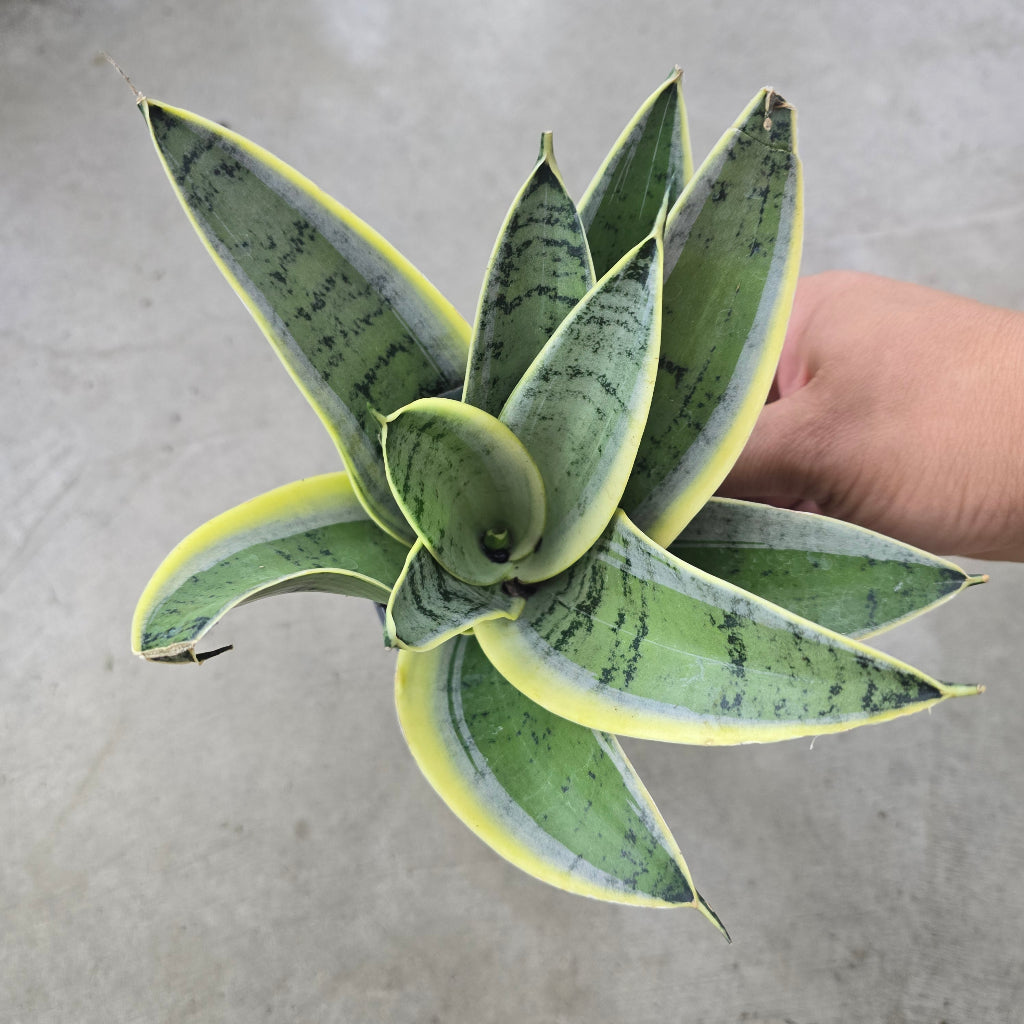 Sansevieria Hahnii Tiger Star - 4"