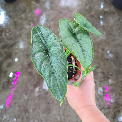 Alocasia Puncak Borneensis - 2"