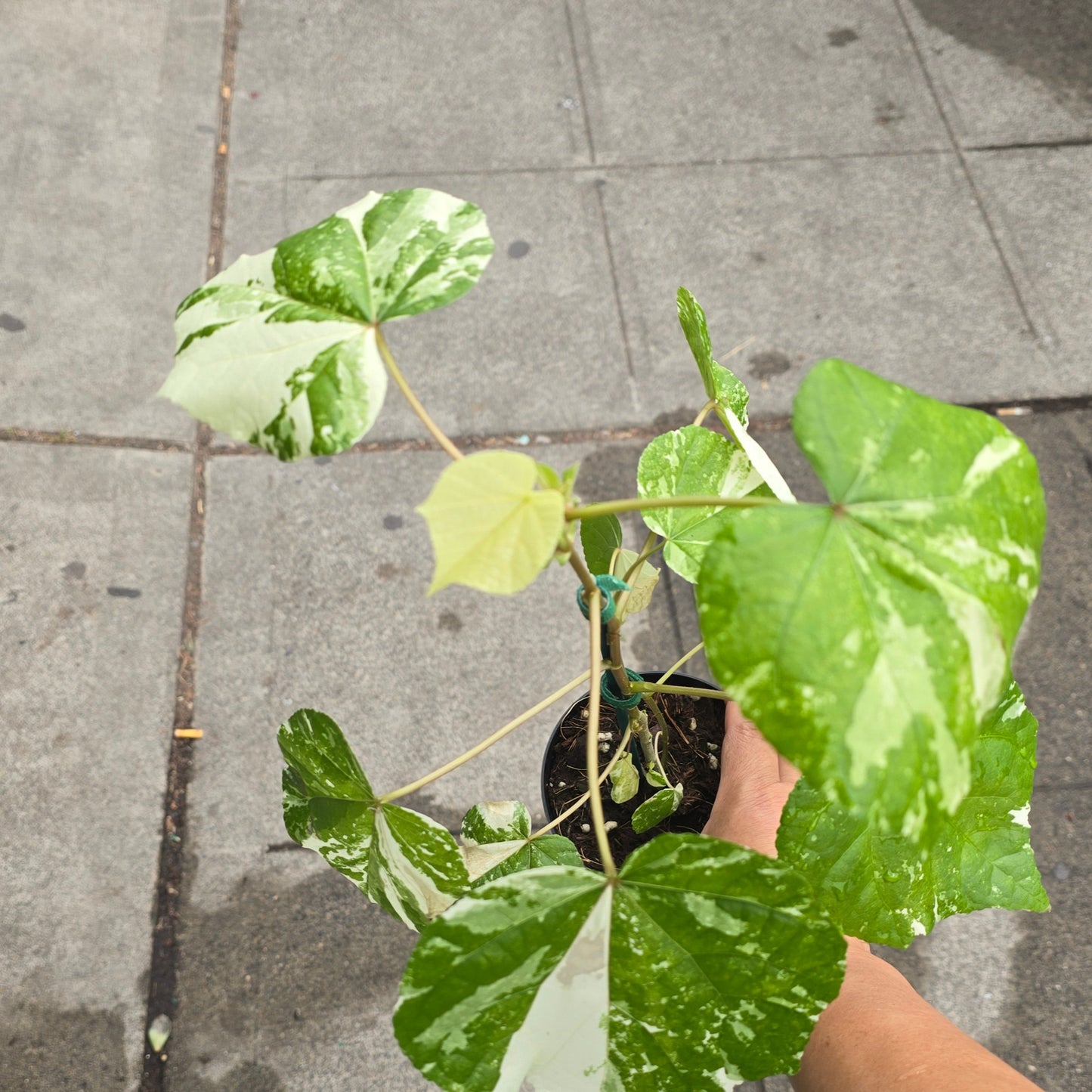 Hibiscus tiliaceus 'Variegated' - 4"