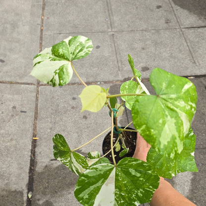 Hibiscus tiliaceus 'Variegated' - 4"
