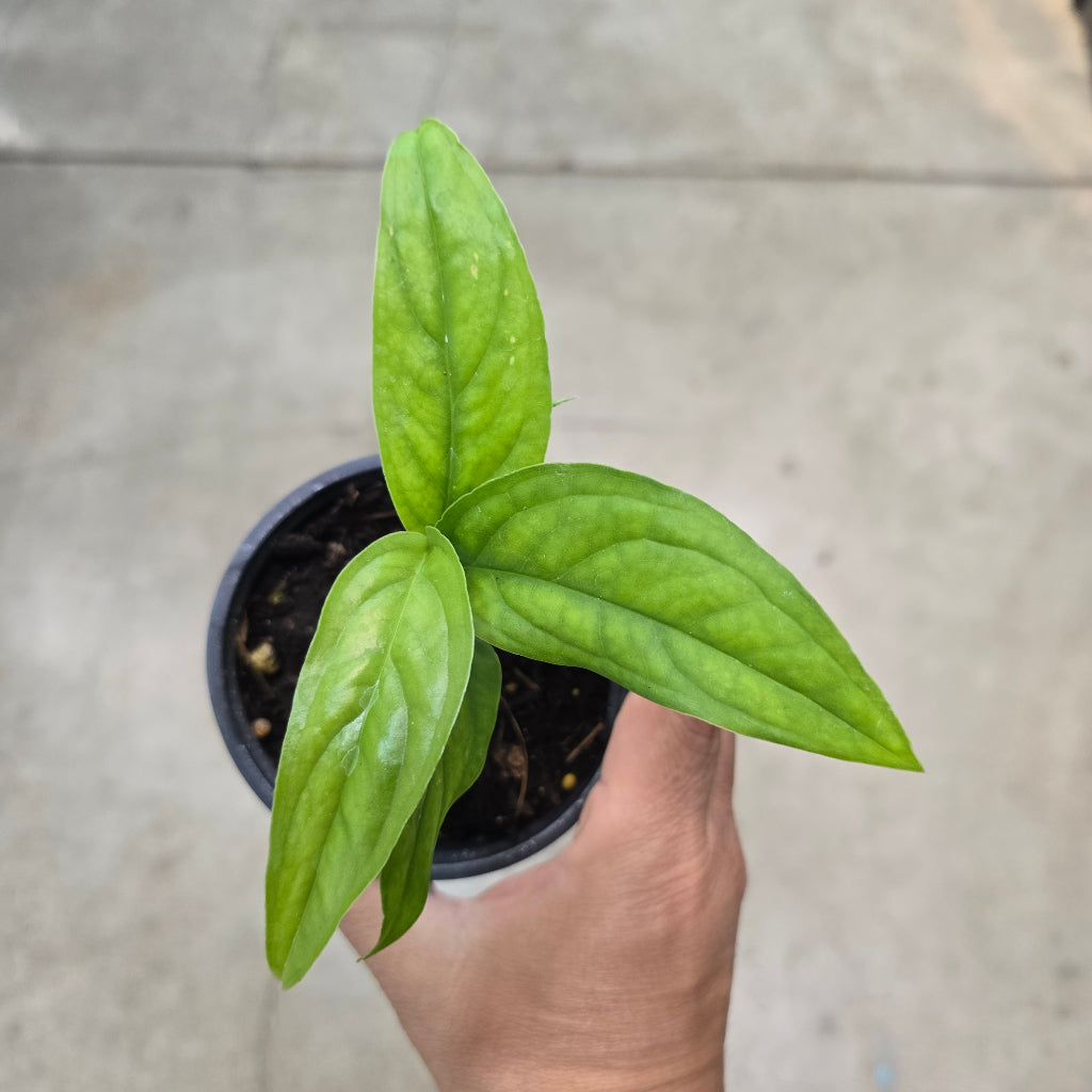 Monstera obliqua 'Yasuni' - 4"