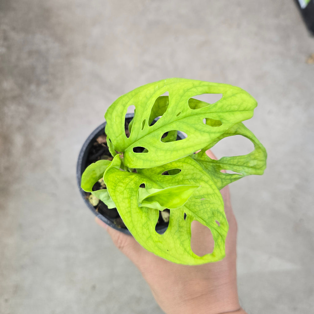 Monstera sp. "Pachicutza" - 4"