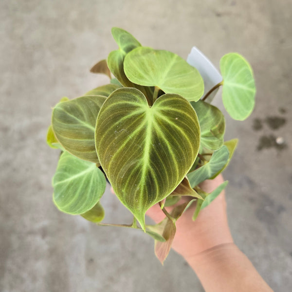 chrue philodendron Philodendron rubrijuvenile 'El Choco Red'