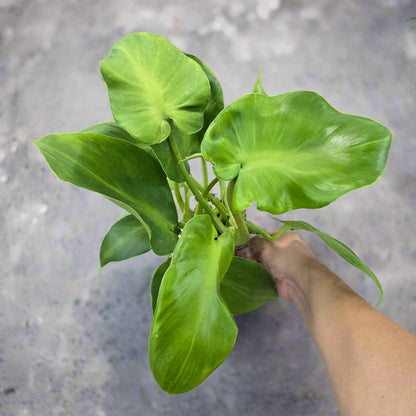 Philodendron rugosum 'Aberrant' - 4"