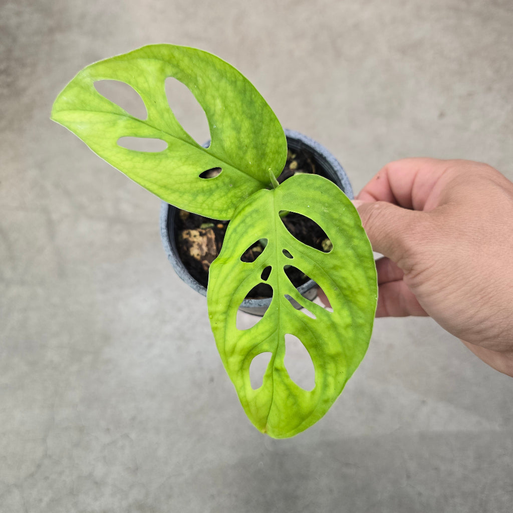 Monstera Esqueleto - 4"