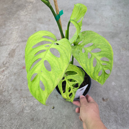 Monstera Esqueleto - 6"