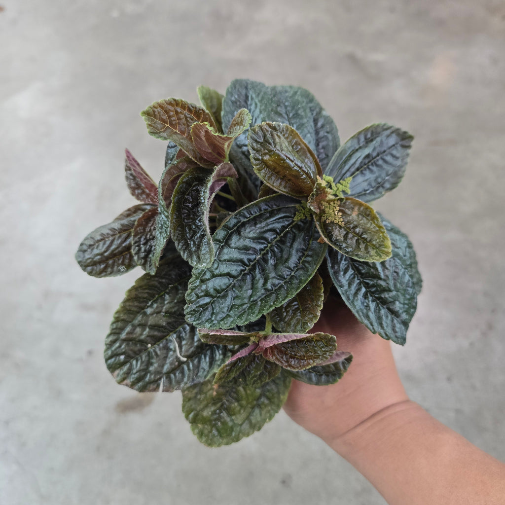 Pilea depressa 'Chocolate' - 4"