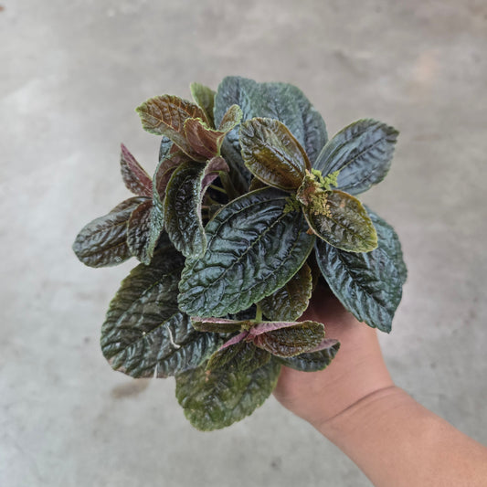 Pilea depressa 'Chocolate' - 4"