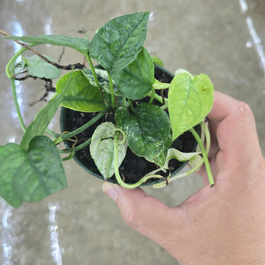 Epipremnum pinantum 'Cebu Blue Variegated' - 4"
