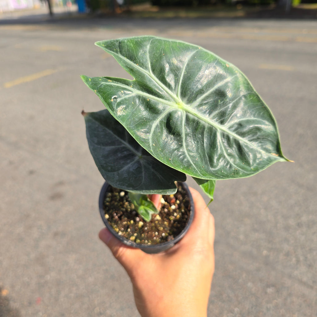 Alocasia 'Nairobi Night' - 4"