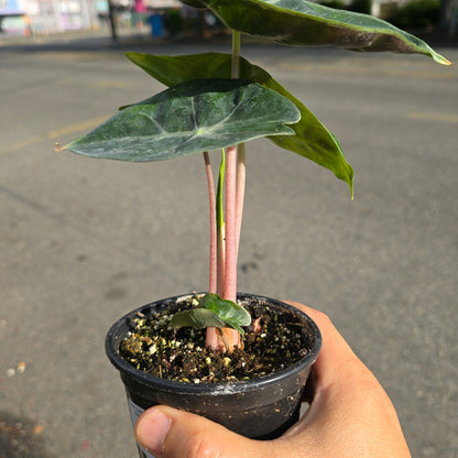 Alocasia 'Nairobi Night' - 4"