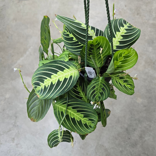 Maranta leuconeura 'Lemon Lime' - 4"  HB