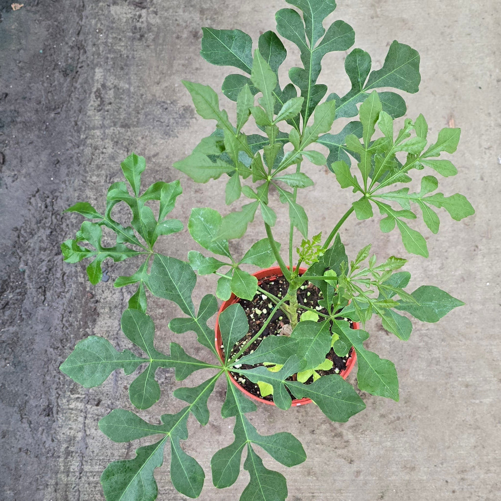 Cussonia spicata - 6"