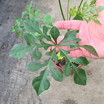 Cussonia spicata - 6"