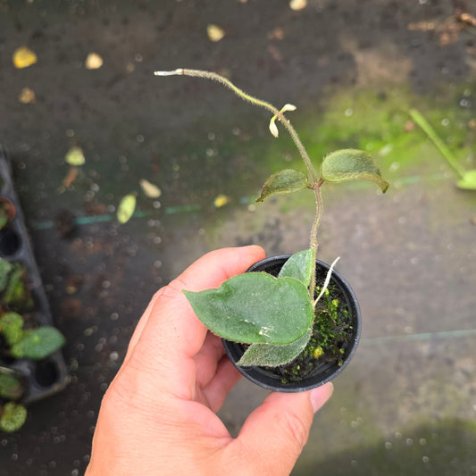 Hoya thomsonii 'Pink' - 2"