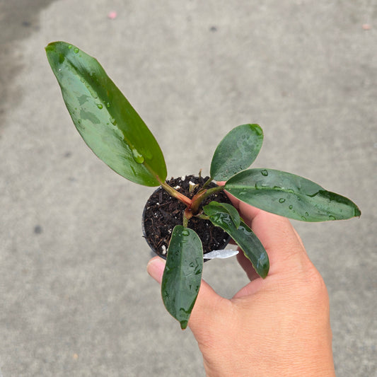 Philodendron 'Birkin Pink' - 2"