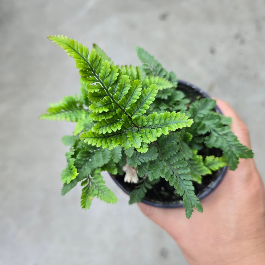 Davallia tyermannii - 4" (dwarf)