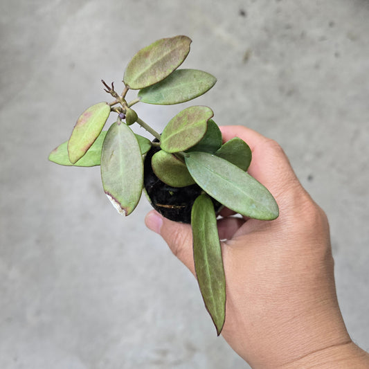 Hoya 'Silver Lady' - 2"