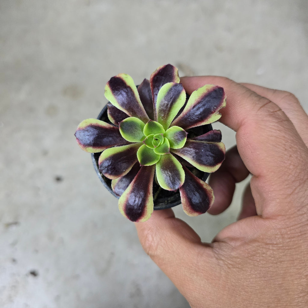 Aeonium assorted - 2"