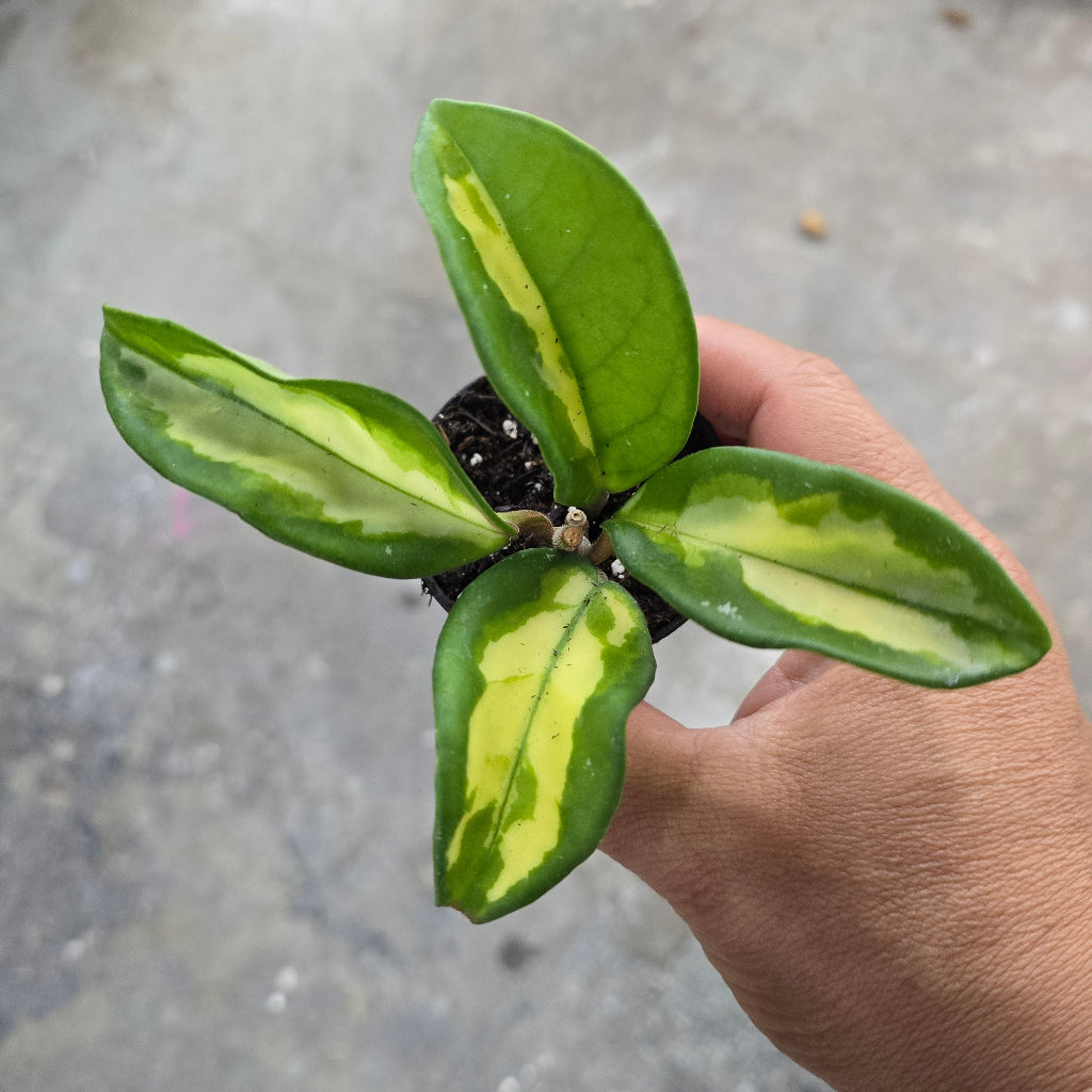 Hoya 'Krimson Princess' - 2"