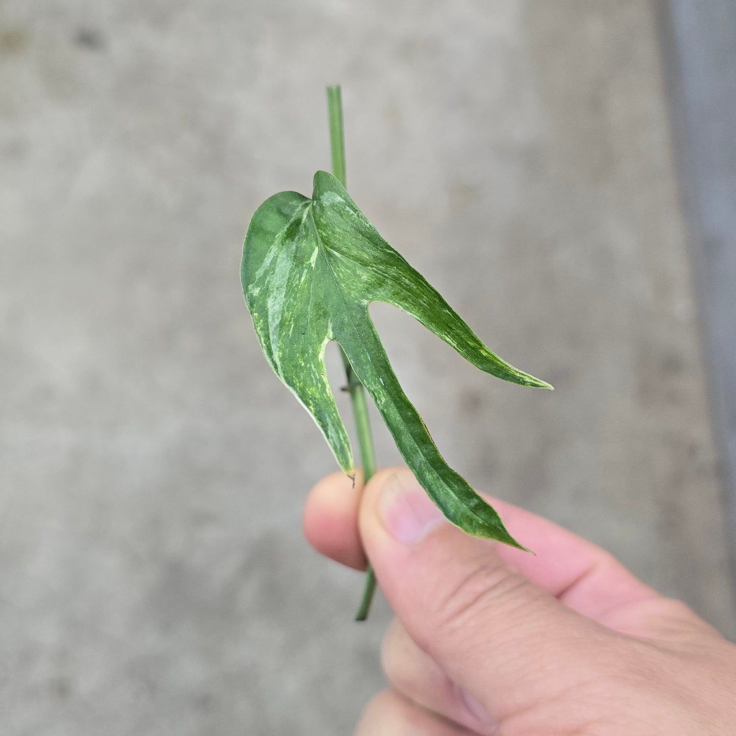 Amydrium zippelianum variegated - node cutting