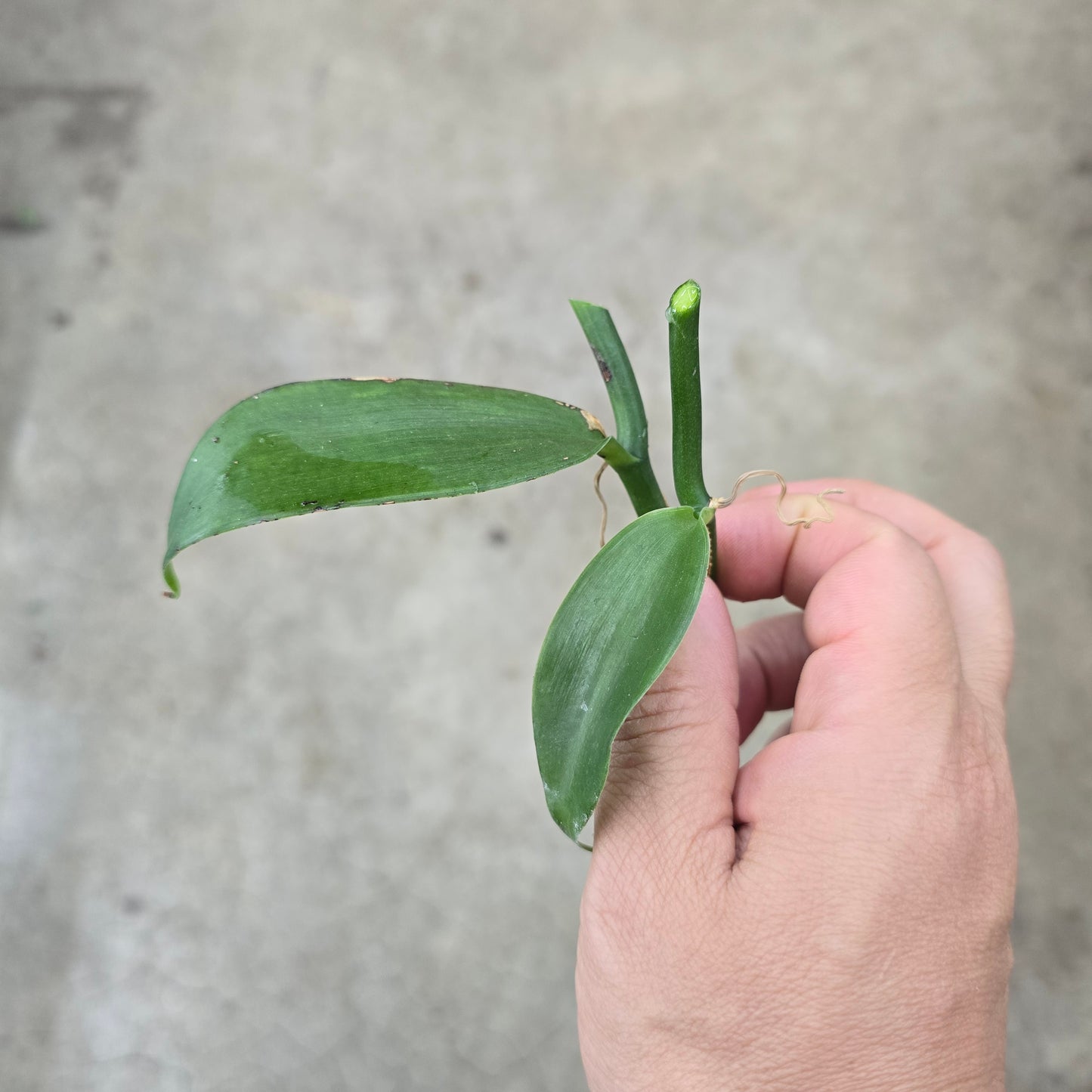 Vanilla orchid - cuttings