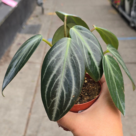 Peperomia maculosa - 4"