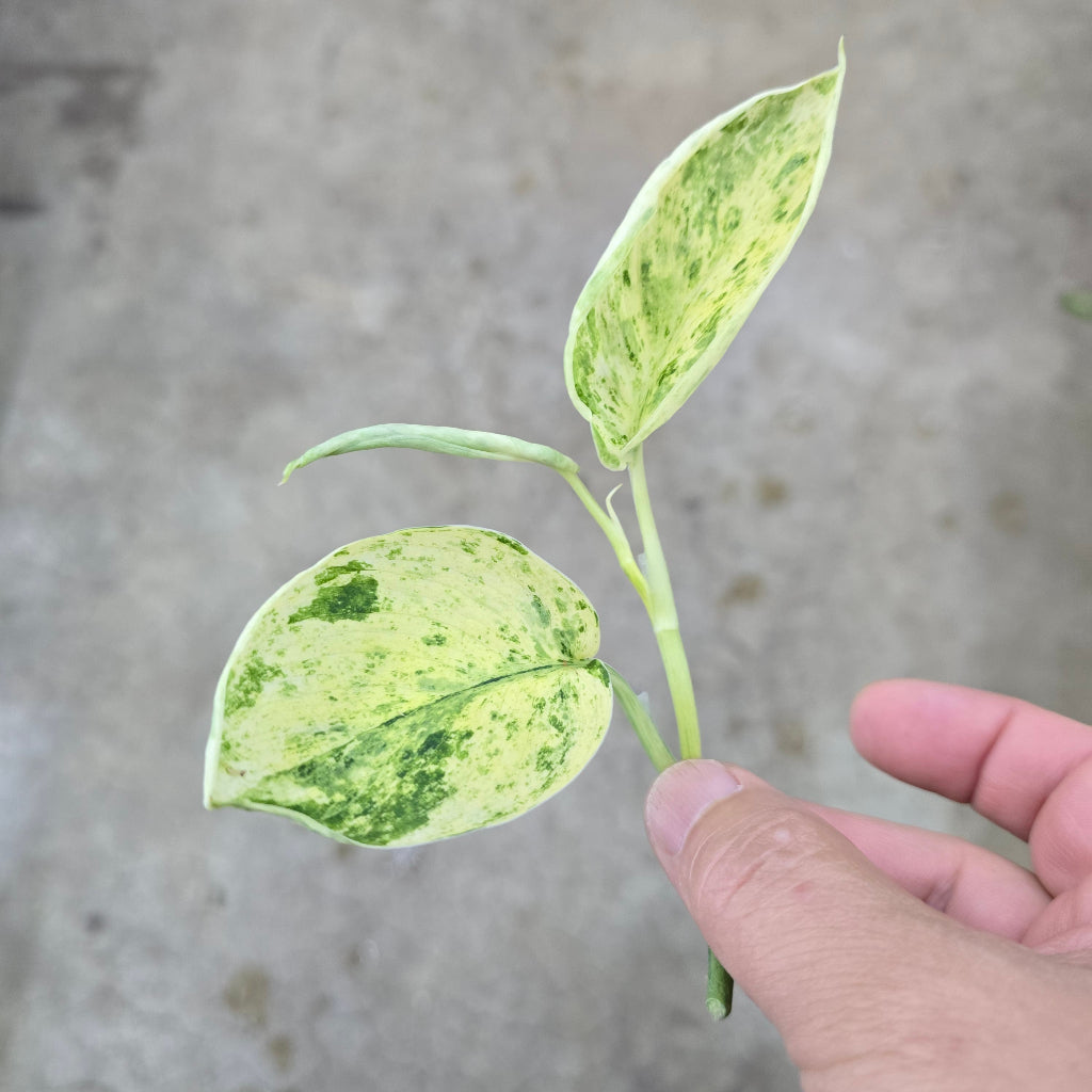 Scindapsus 'Marble  Queen' - cutting