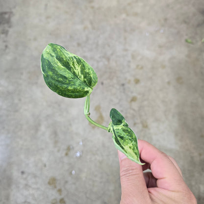 Scindapsus 'Marble  Queen' - cutting