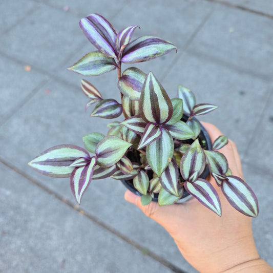 Tradescantia zebrina purple - 4"
