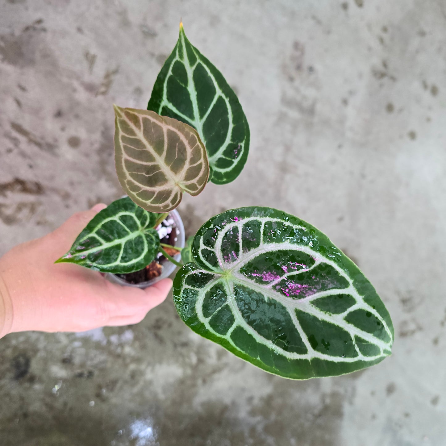 Anthurium crystallinum hybrid - 2"