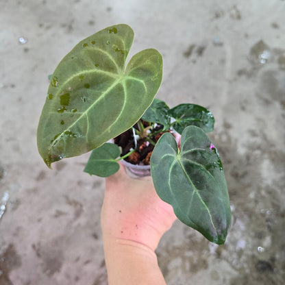 anthurium thai hybrid variegata Anthurium hoffmannii X
