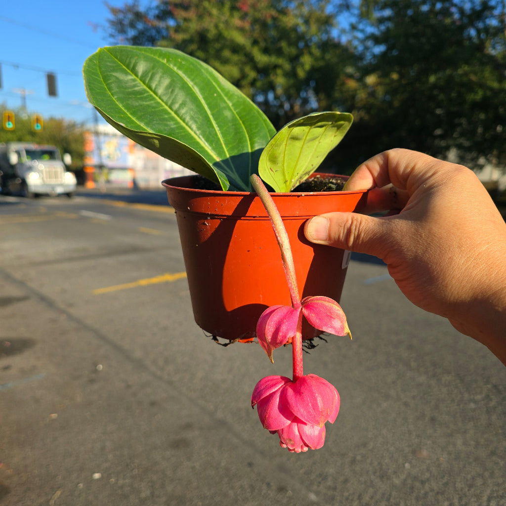 Medinilla magnifica - 6"
