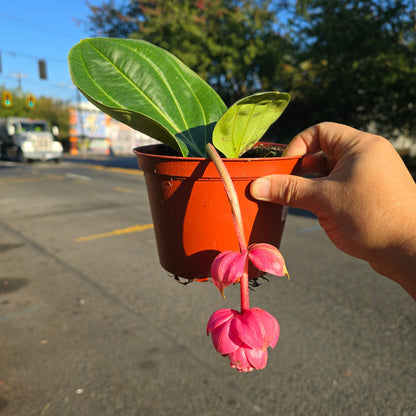 Medinilla magnifica - 6"