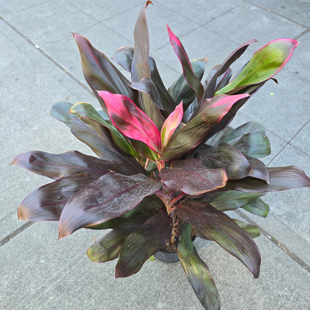 Cordyline - Red Ti (10")