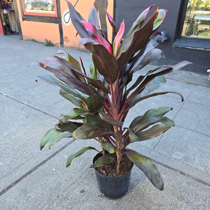 Cordyline - Red Ti (10")