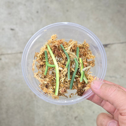 Scindapsus Variegated Assorted - 5+ nodes