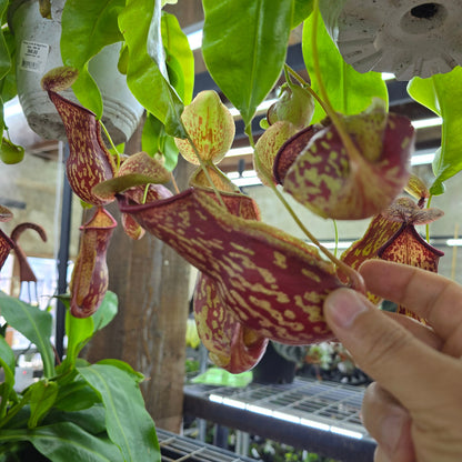 Nepenthes 'Gaya' - 6"