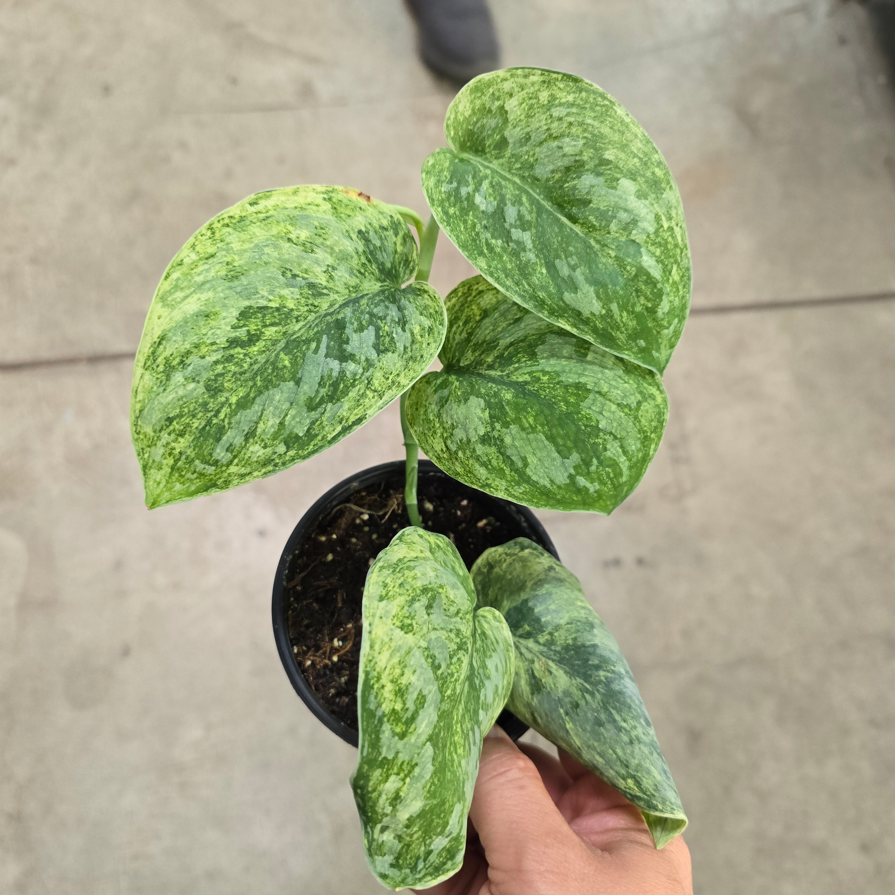 Scindapsus 'Silver Knight' variegated - 4
