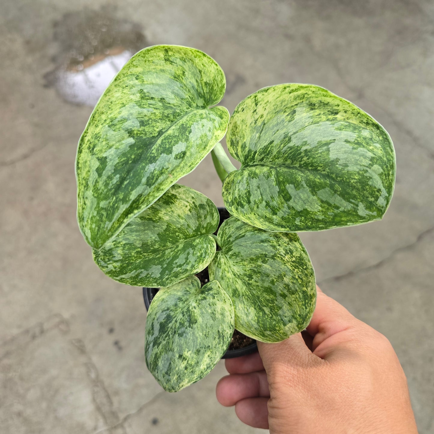 Scindapsus 'Silver Knight' variegated - 4"