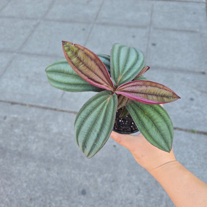 Medinilla 'Gregori Hambali' - 4"