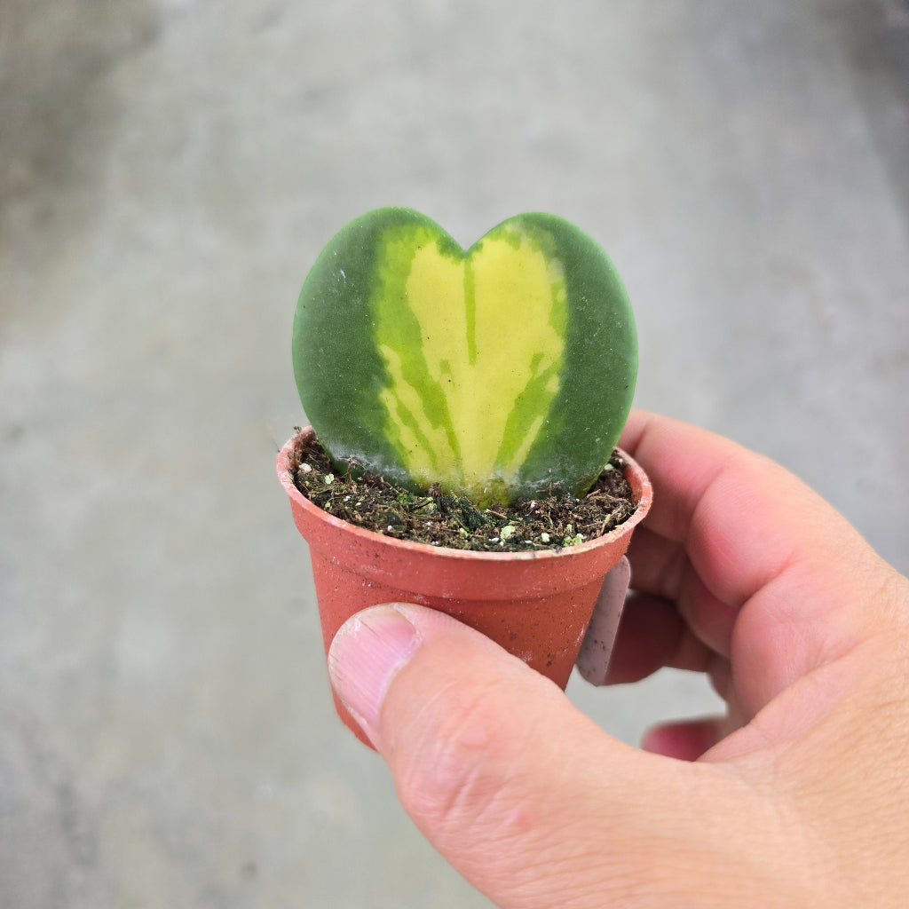 Hoya kerrii 'Variegata Reversa' - 2" single leaf