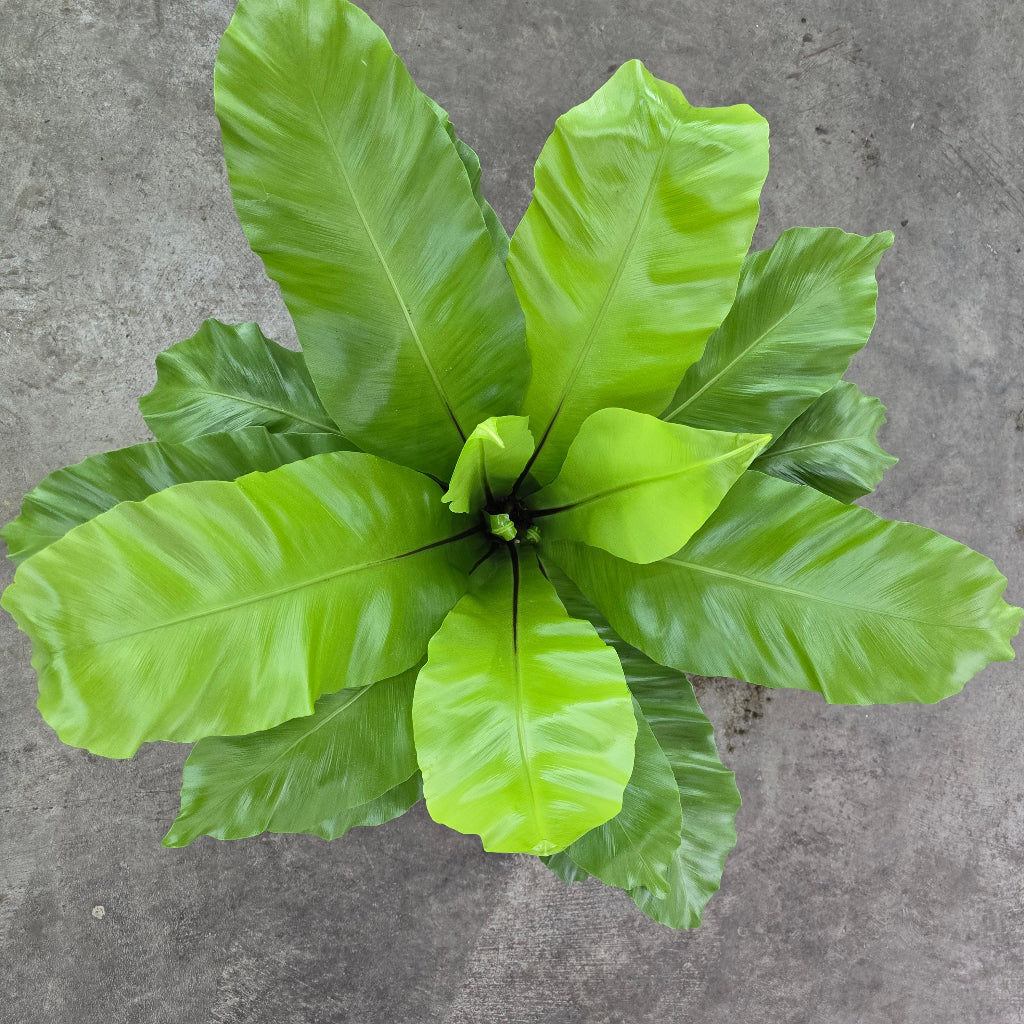 Asplenium nidus - 6"