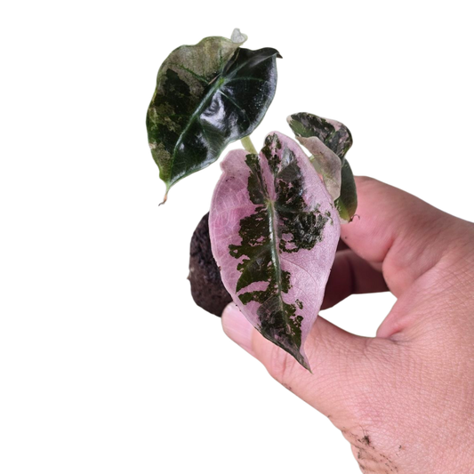 Alocasia amazonica 'Pink Mint' - 2"
