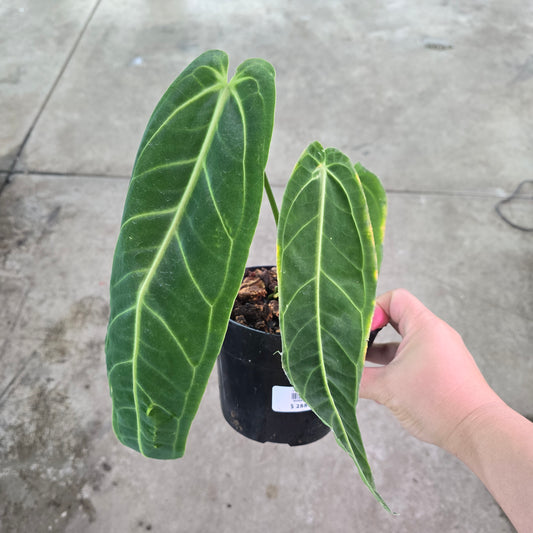 Anthurium warocqueanum - 6"